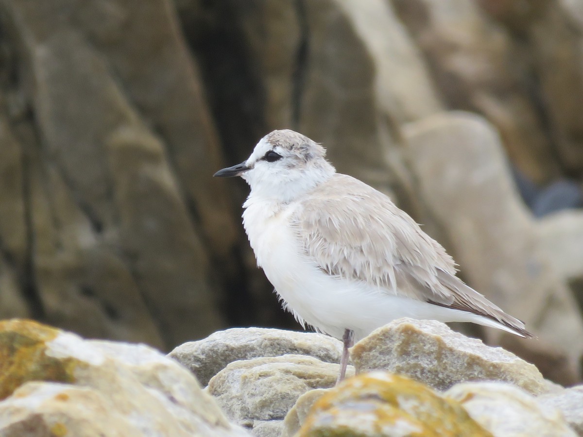White-fronted Plover - ML646788562