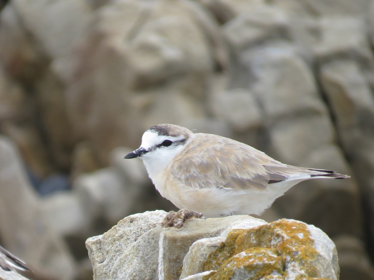 White-fronted Plover - ML646788563