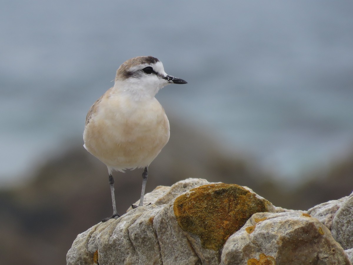White-fronted Plover - ML646788564