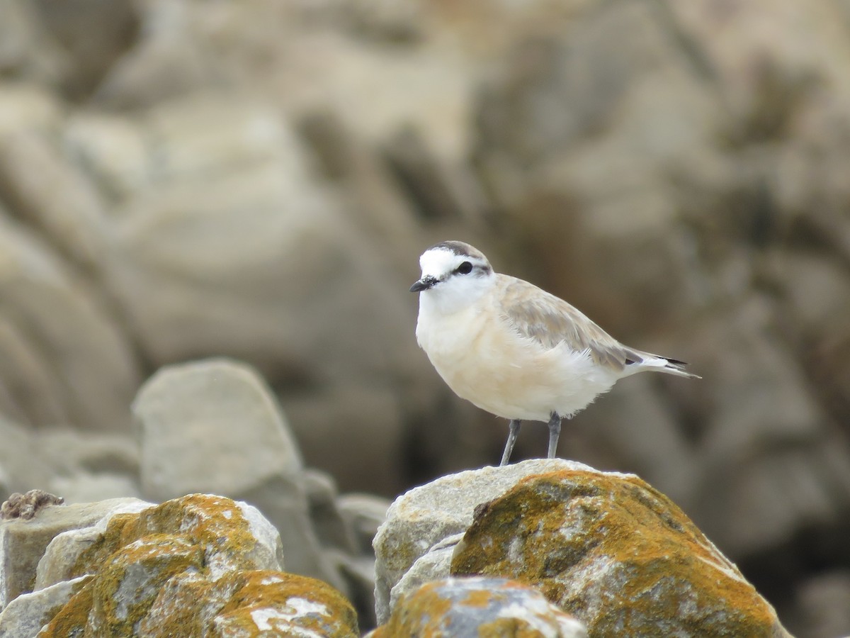 White-fronted Plover - ML646788565
