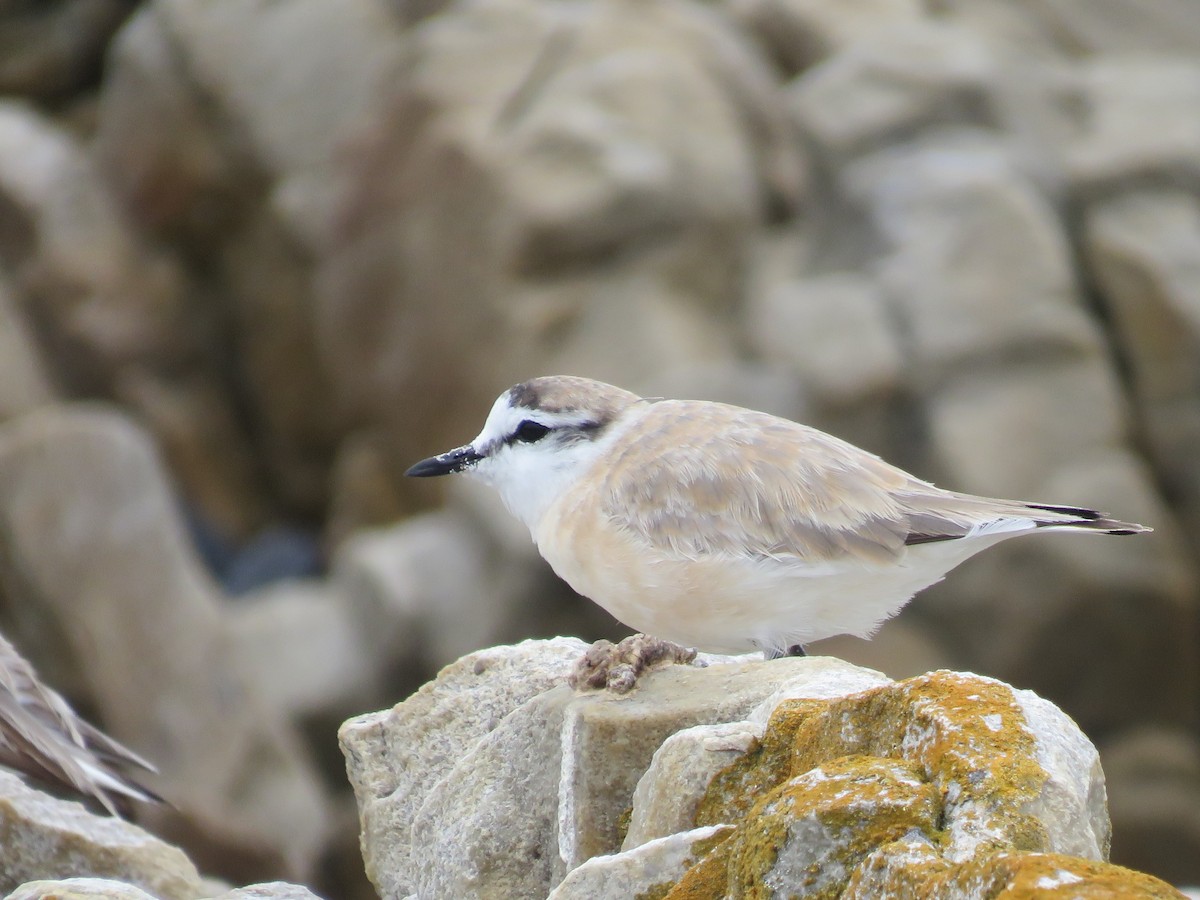 White-fronted Plover - ML646788566