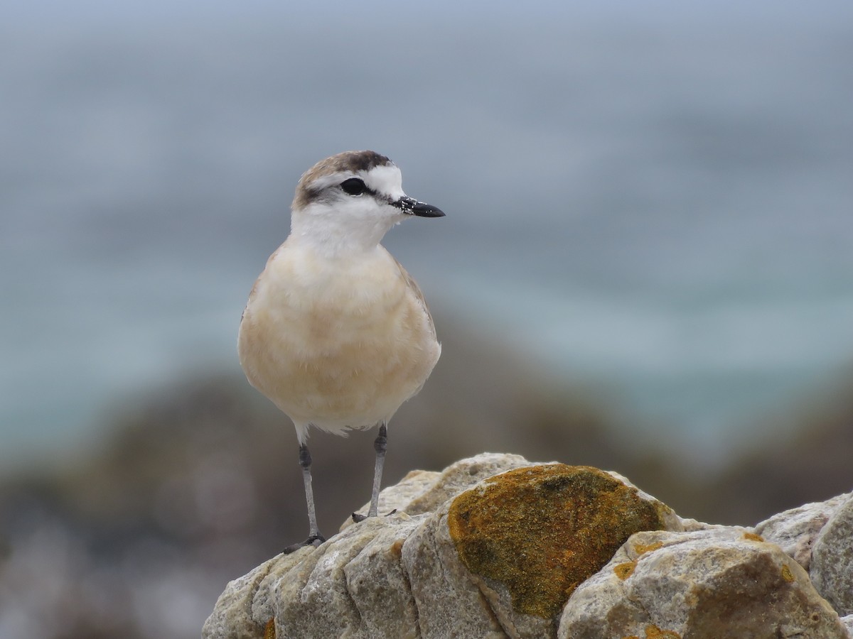 White-fronted Plover - ML646788567