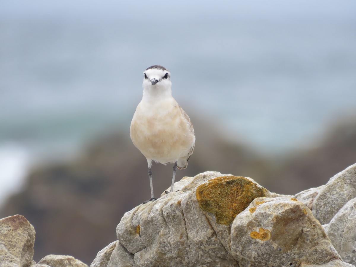 White-fronted Plover - ML646788568