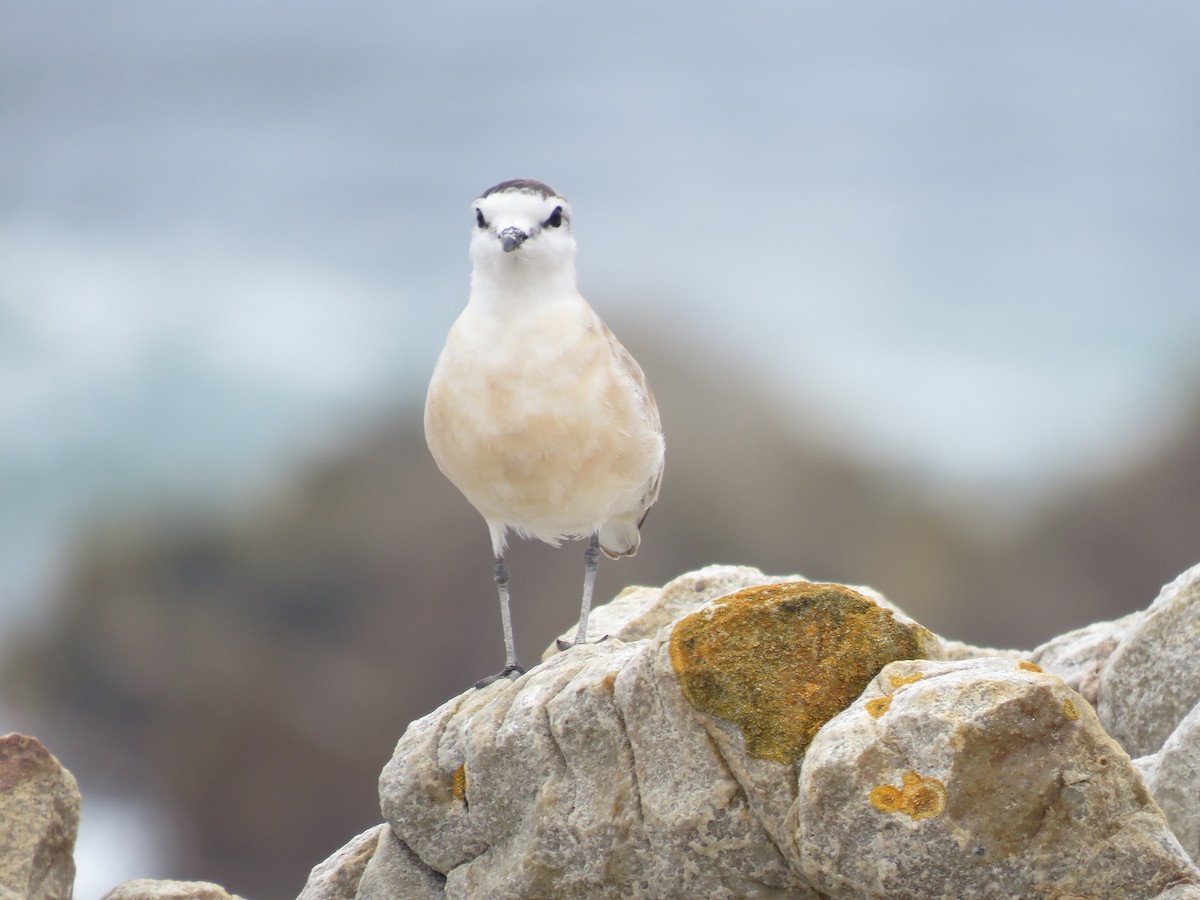 White-fronted Plover - ML646788570