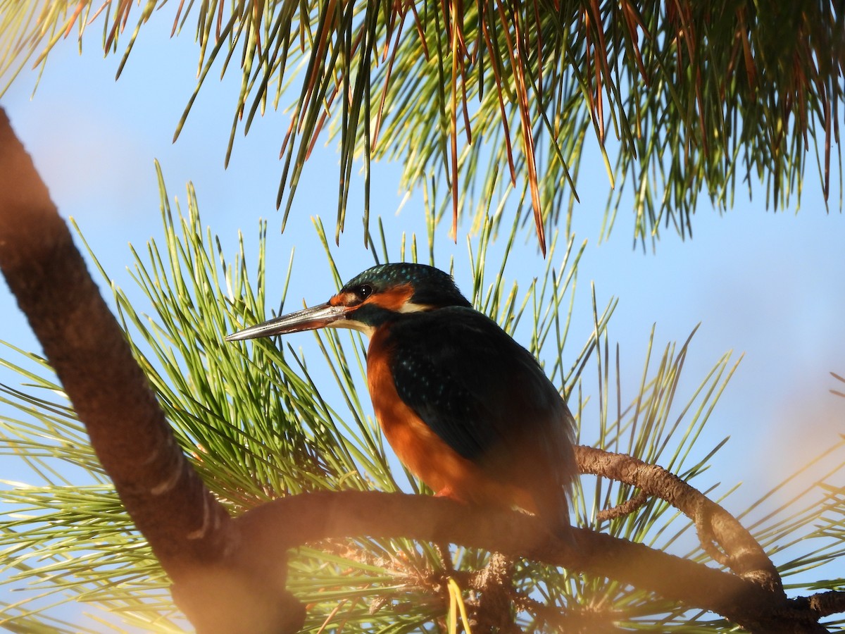 isfugl - ML646788572