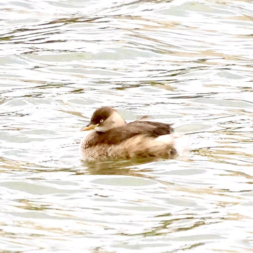 dvergdykker - ML646788573