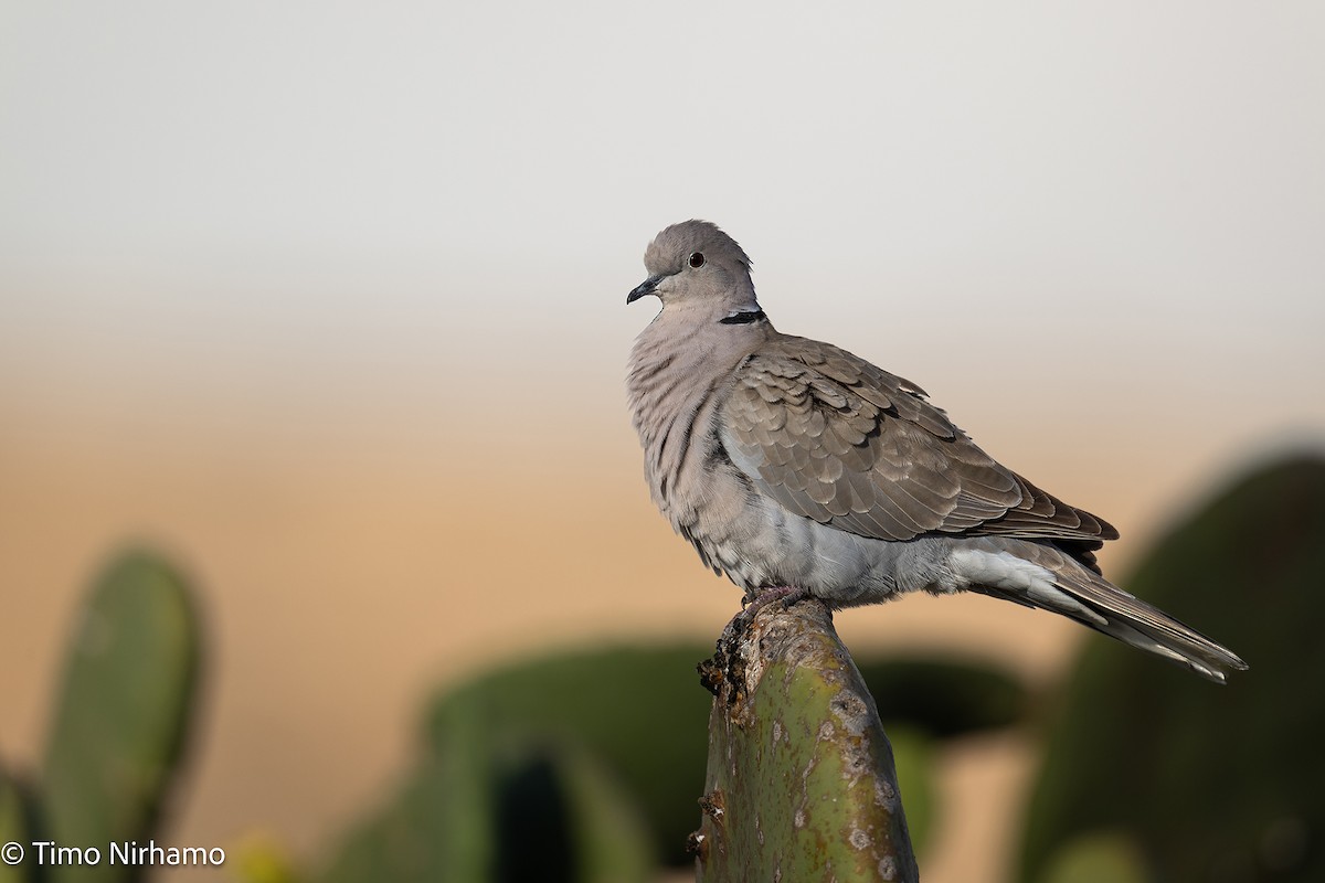 Eurasian Collared-Dove - ML646788574