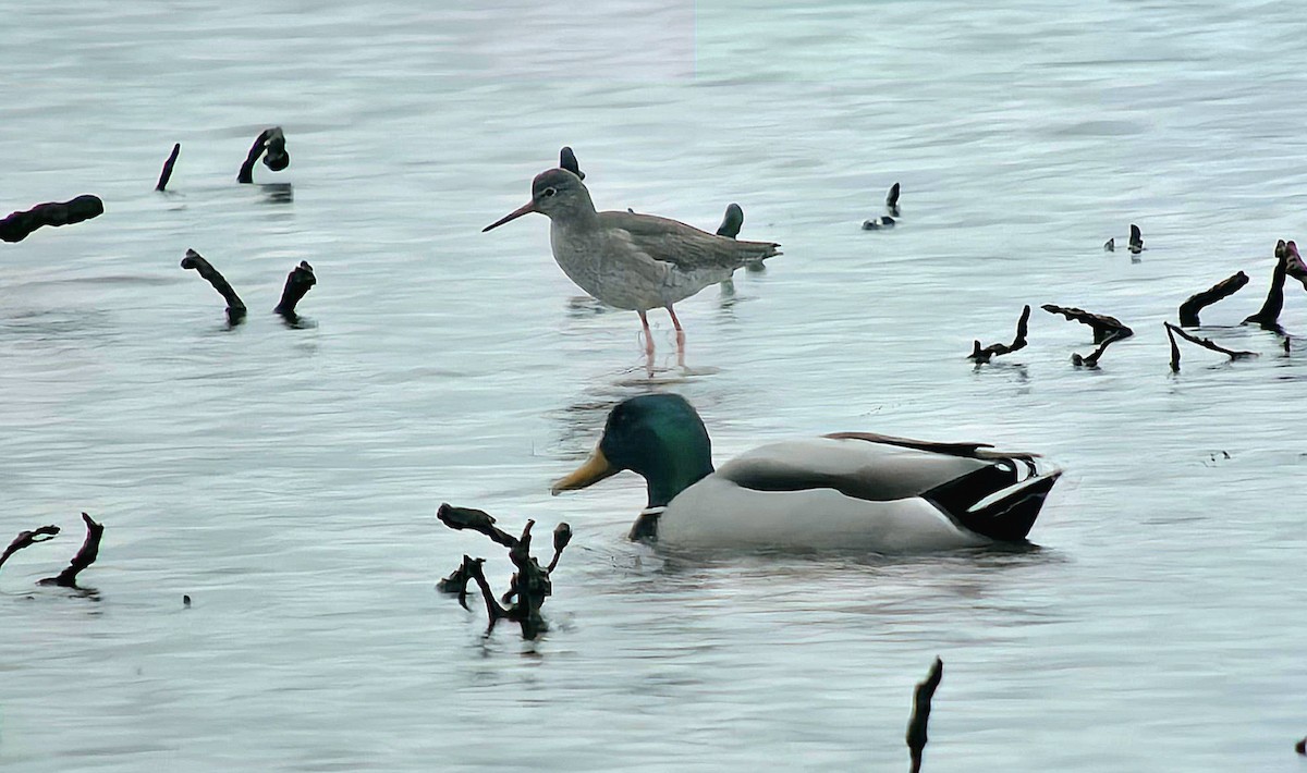 Mallard - ML646788575