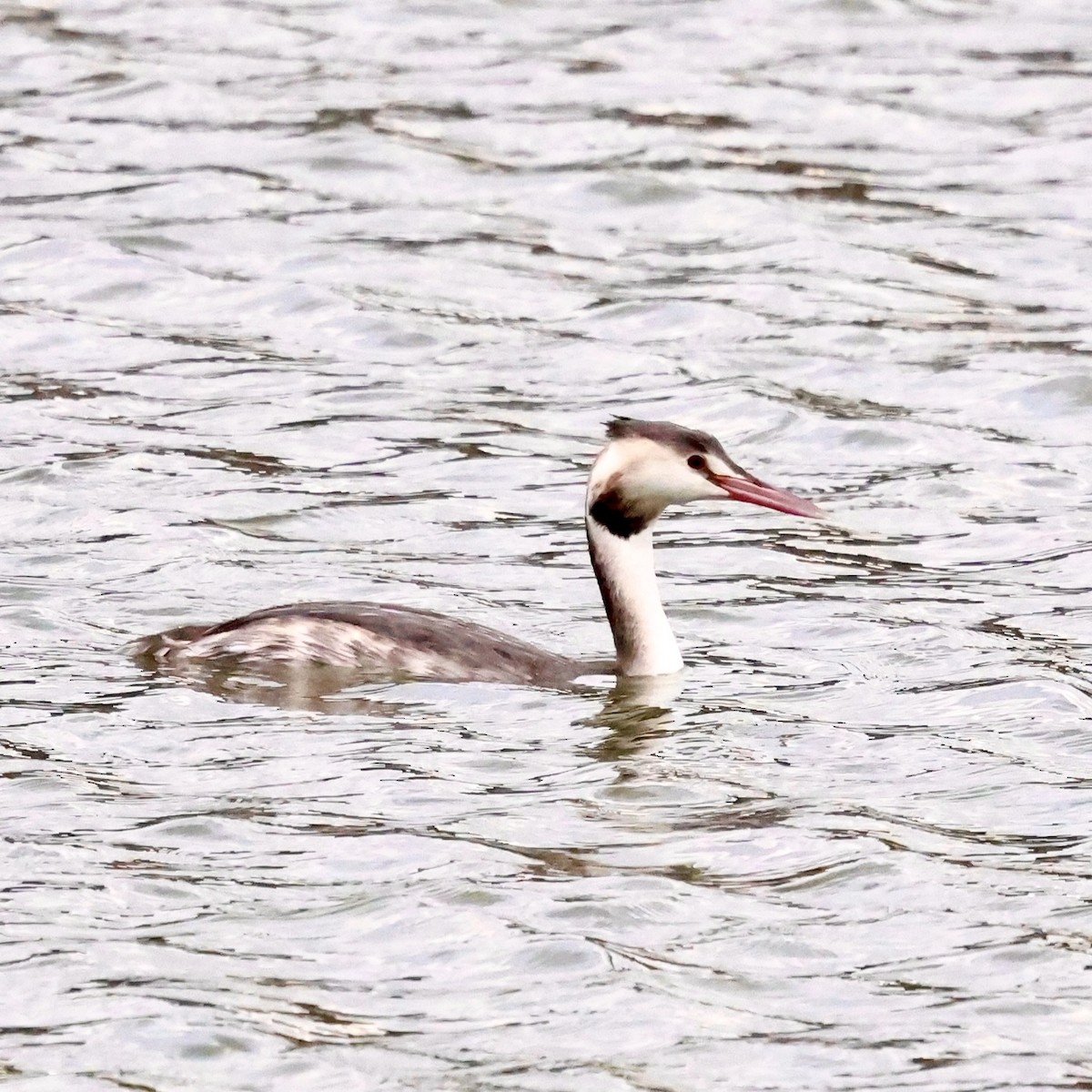 toppdykker - ML646788576