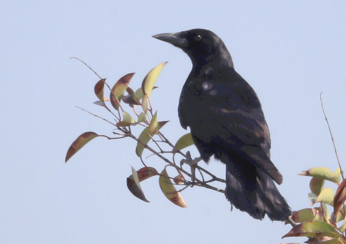 Saatkrähe (pastinator) - ML646788577