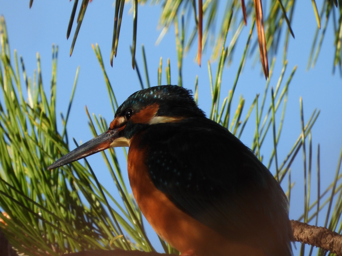 isfugl - ML646788578