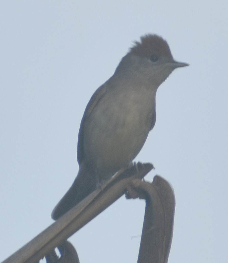Eurasian Blackcap - ML646788580