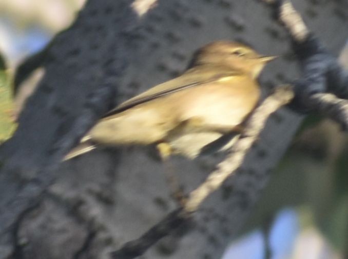 嘰喳柳鶯 - ML646788585