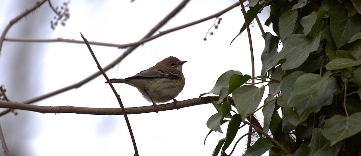 Yellow-rumped Warbler - ML646788586