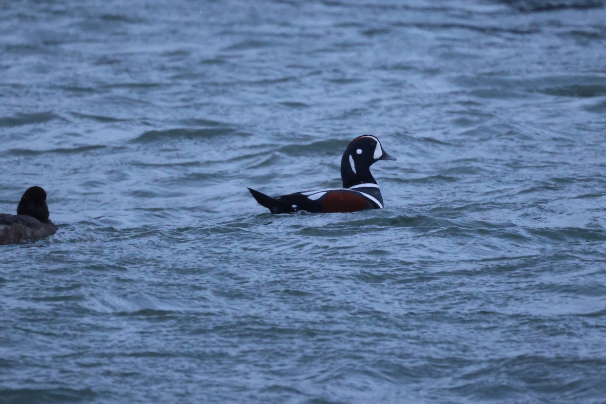 Harlequin Duck - ML646788587