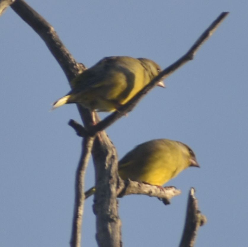 European Greenfinch - ML646788588