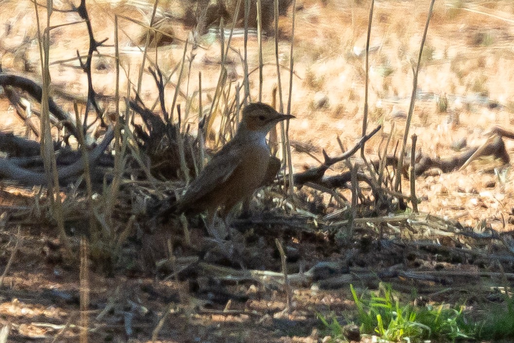 Spike-heeled Lark - ML646788589