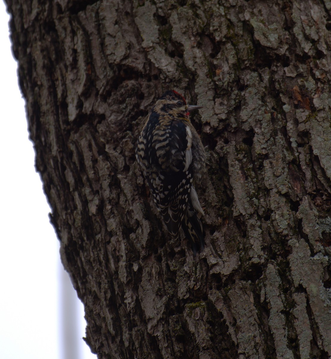 Yellow-bellied Sapsucker - ML646788591