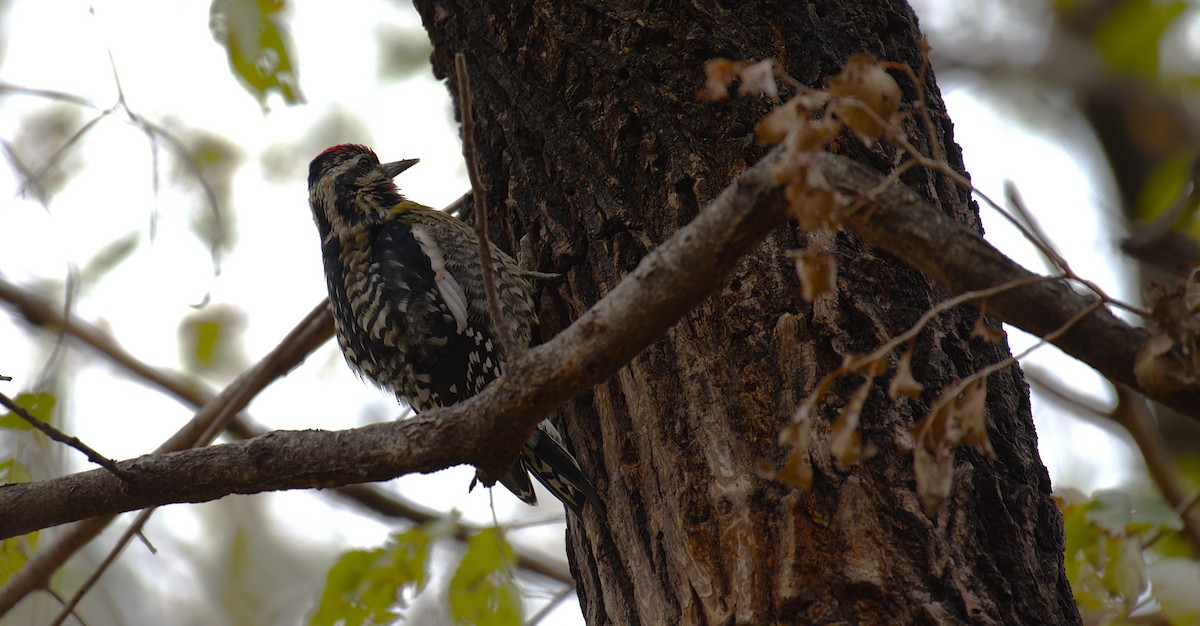 Yellow-bellied Sapsucker - ML646788592