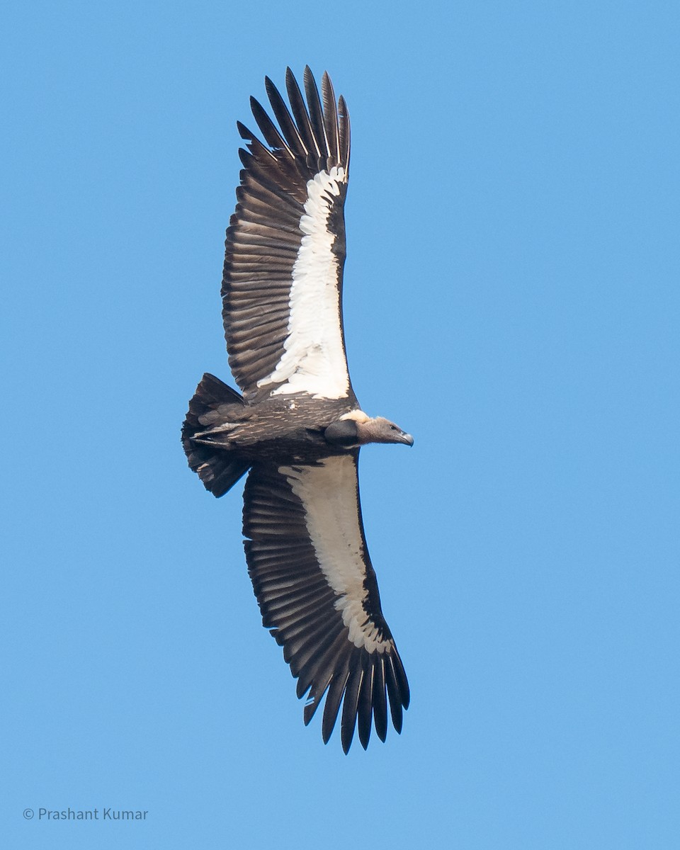 White-rumped Vulture - ML646788594