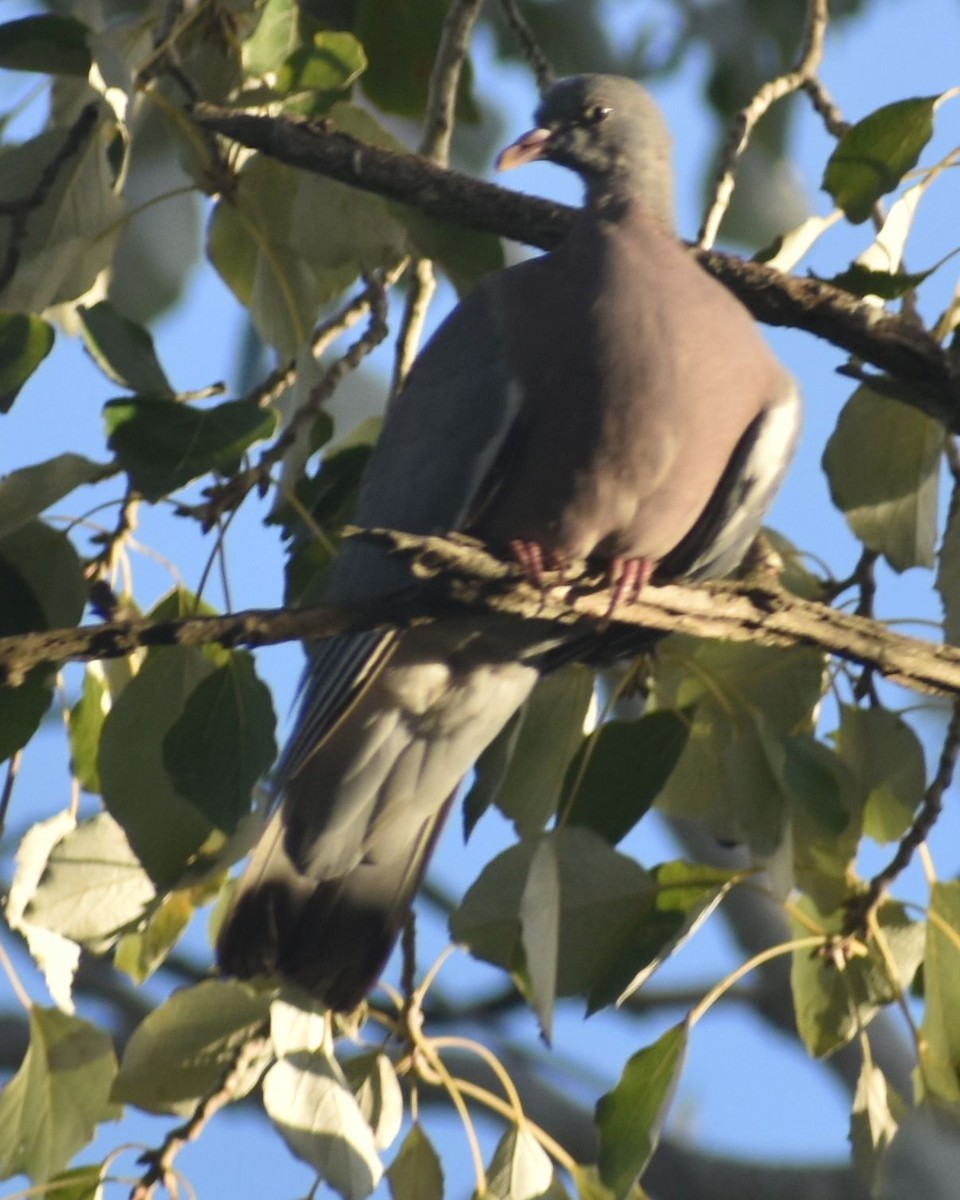 Common Wood-Pigeon - ML646788595