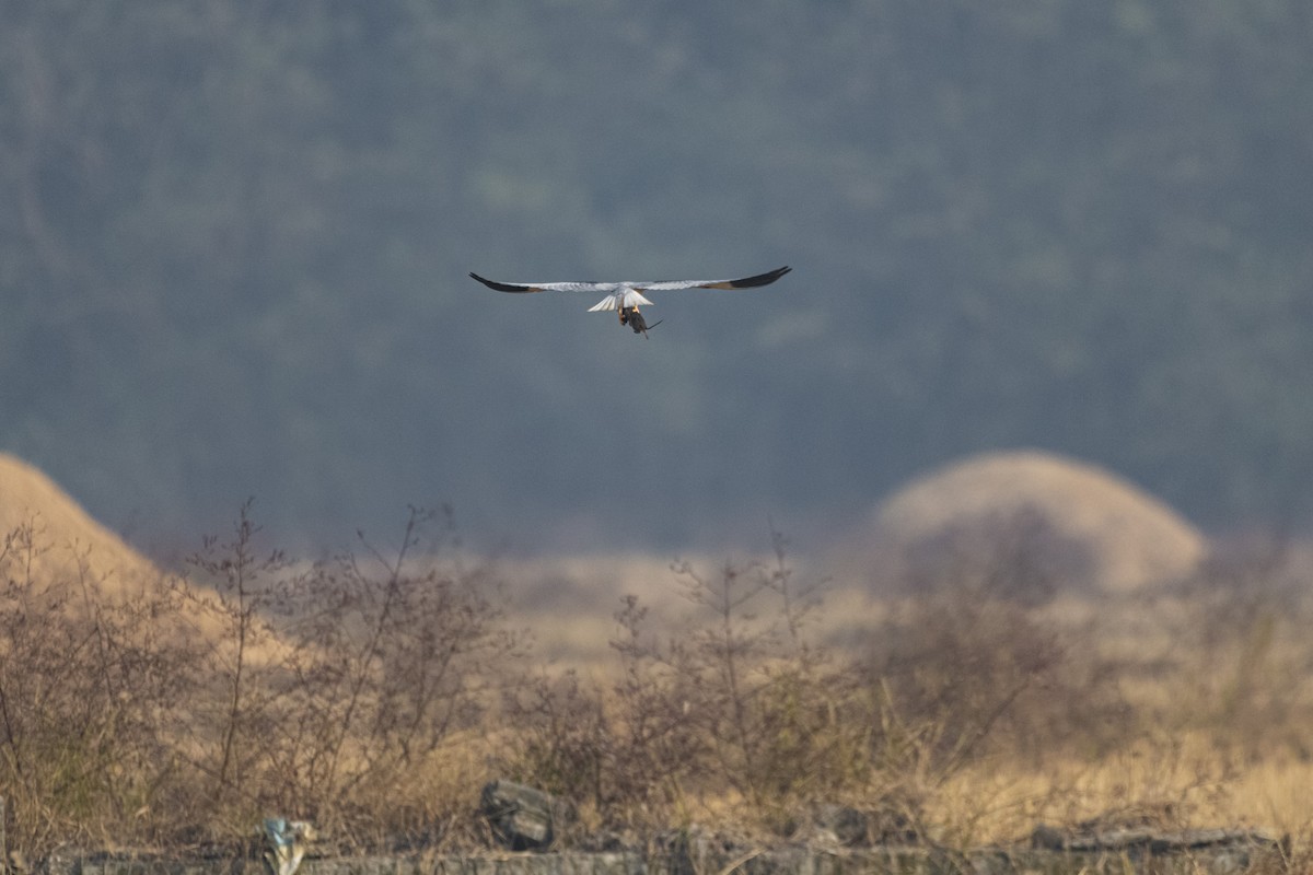黑翅鳶 - ML646788596