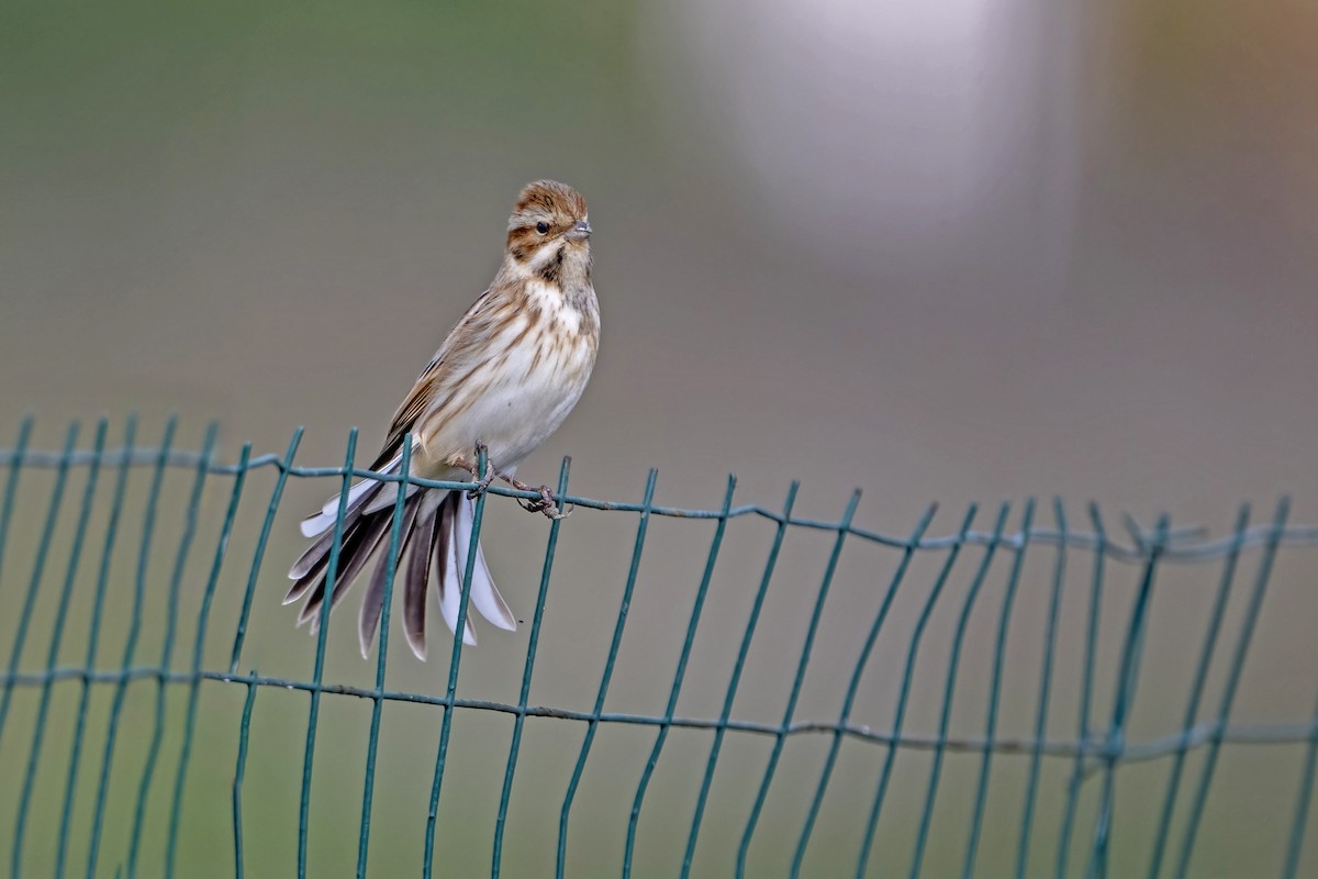 蘆鵐 - ML646788597