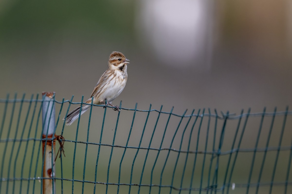 蘆鵐 - ML646788598