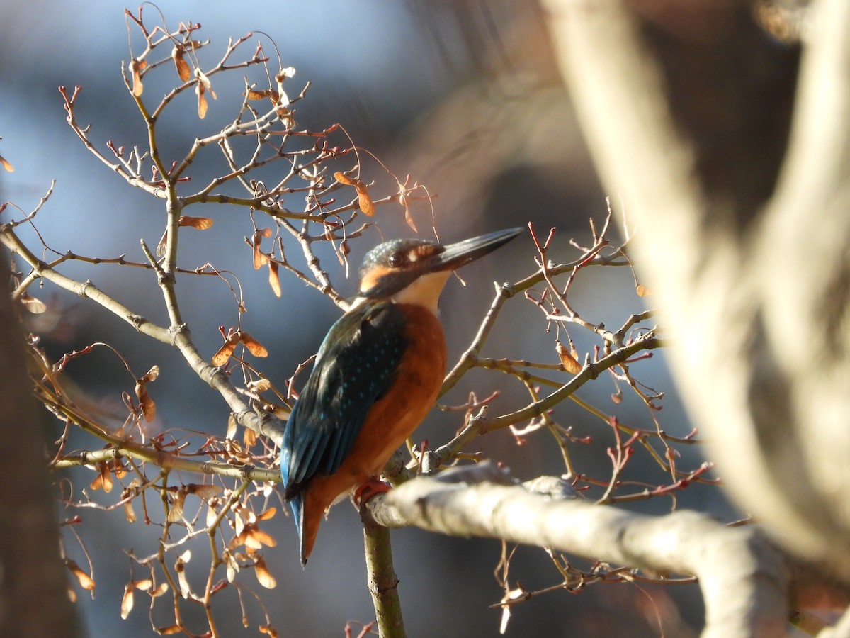 翠鳥 - ML646788599