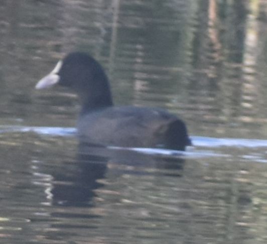 白冠雞 - ML646788600