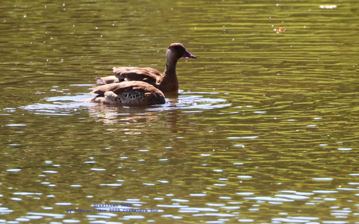 Brazilian Teal - ML646788601