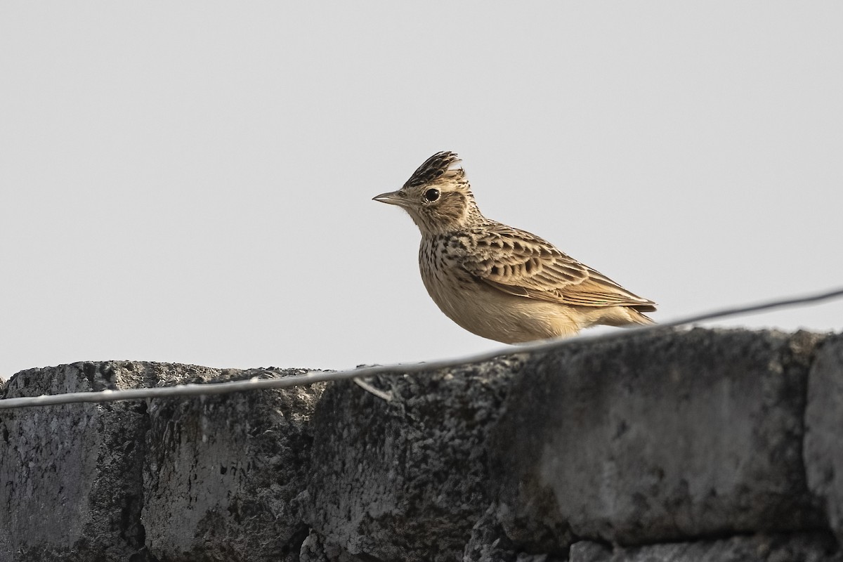 小雲雀 - ML646788622