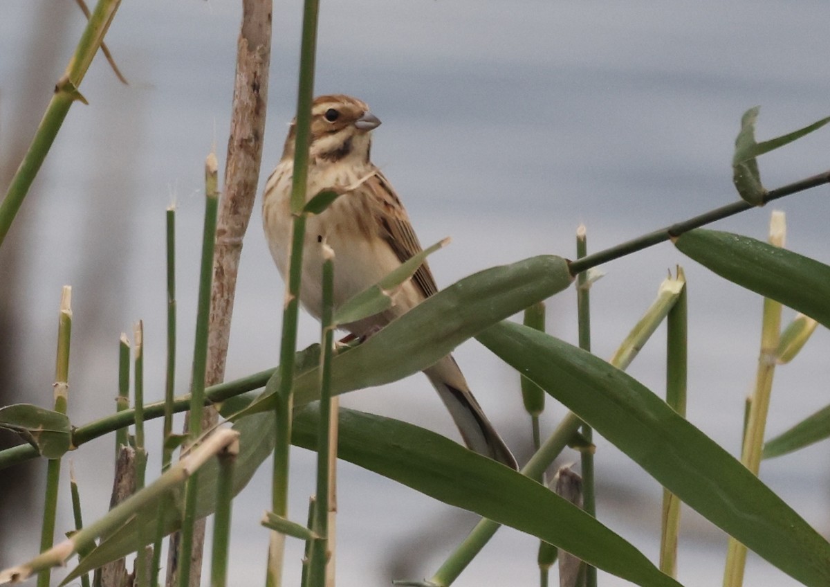 蘆鵐 - ML646788623