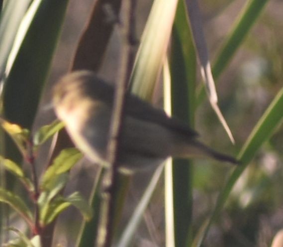 嘰喳柳鶯 - ML646788624