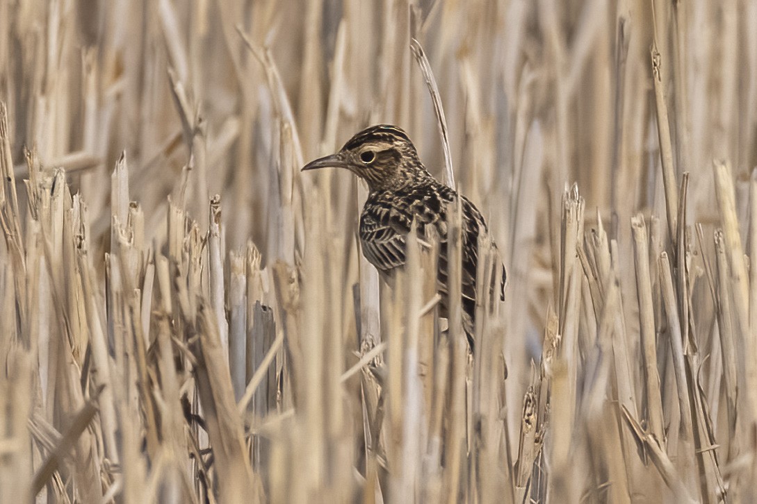 百靈科 - ML646788625