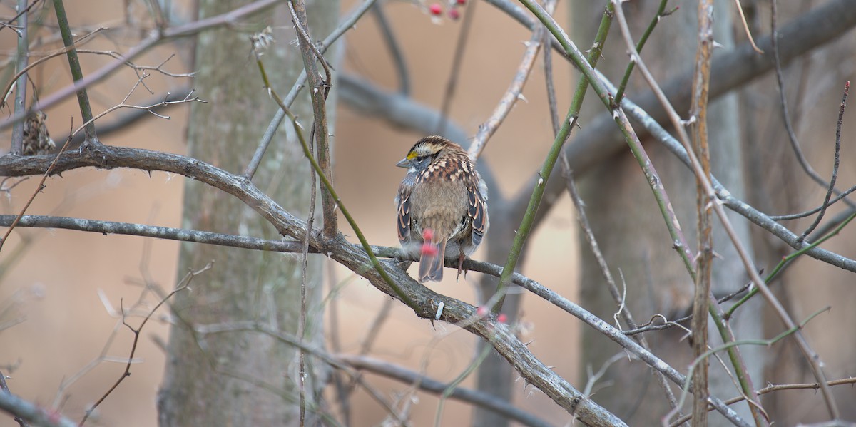 White-throated Sparrow - ML646788626