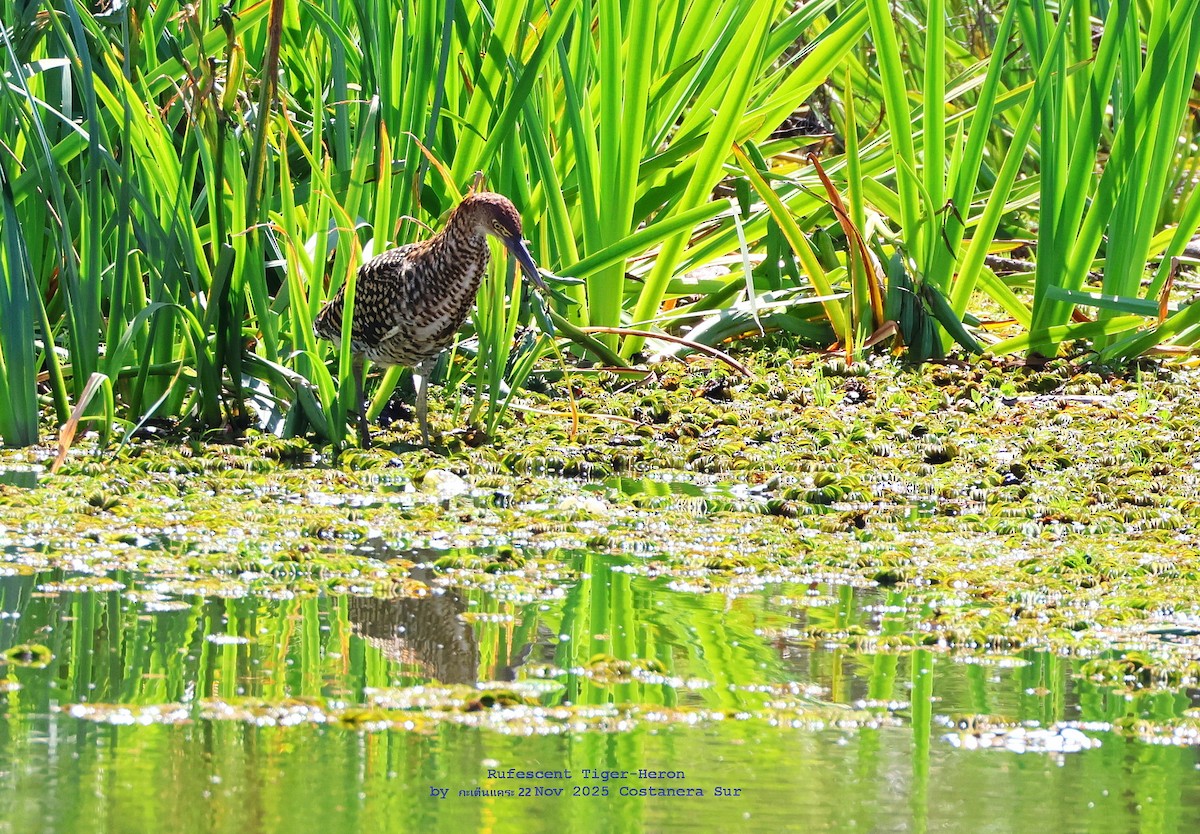 Rufescent Tiger-Heron - ML646788628
