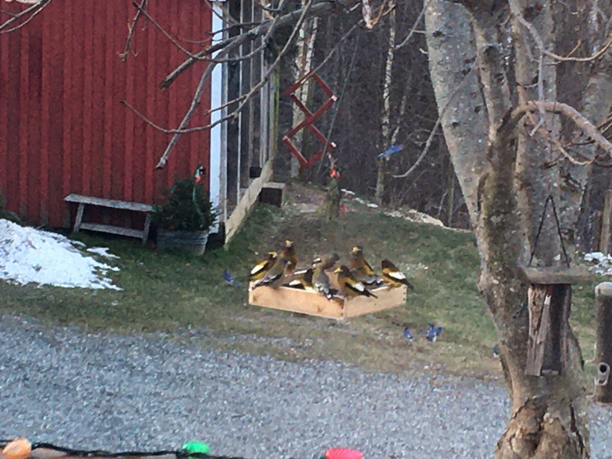 Evening Grosbeak - ML646788629