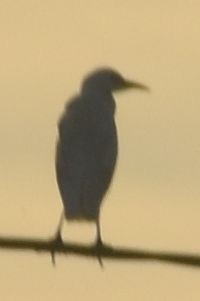 Western Cattle-Egret - ML646788630