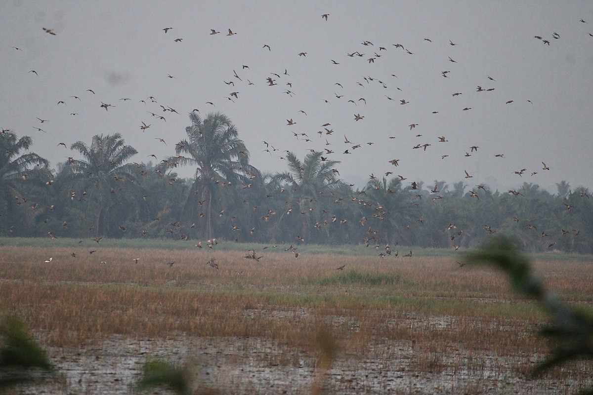 白眉鴨 - ML646788631