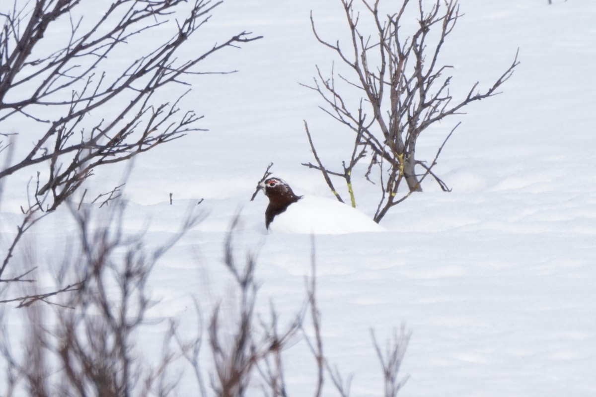 Willow Ptarmigan - ML646788632