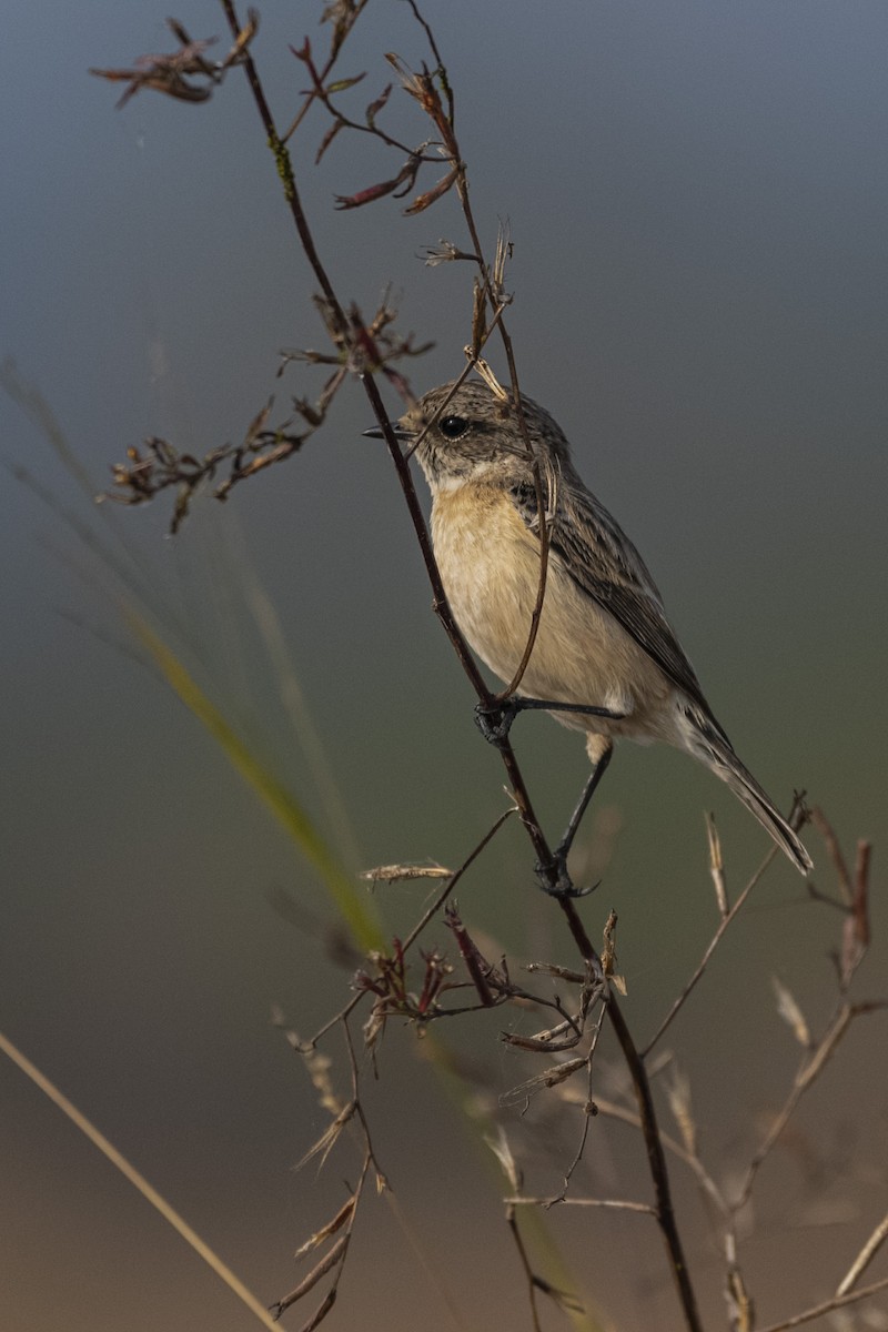 Siberian Stonechat - ML646788633