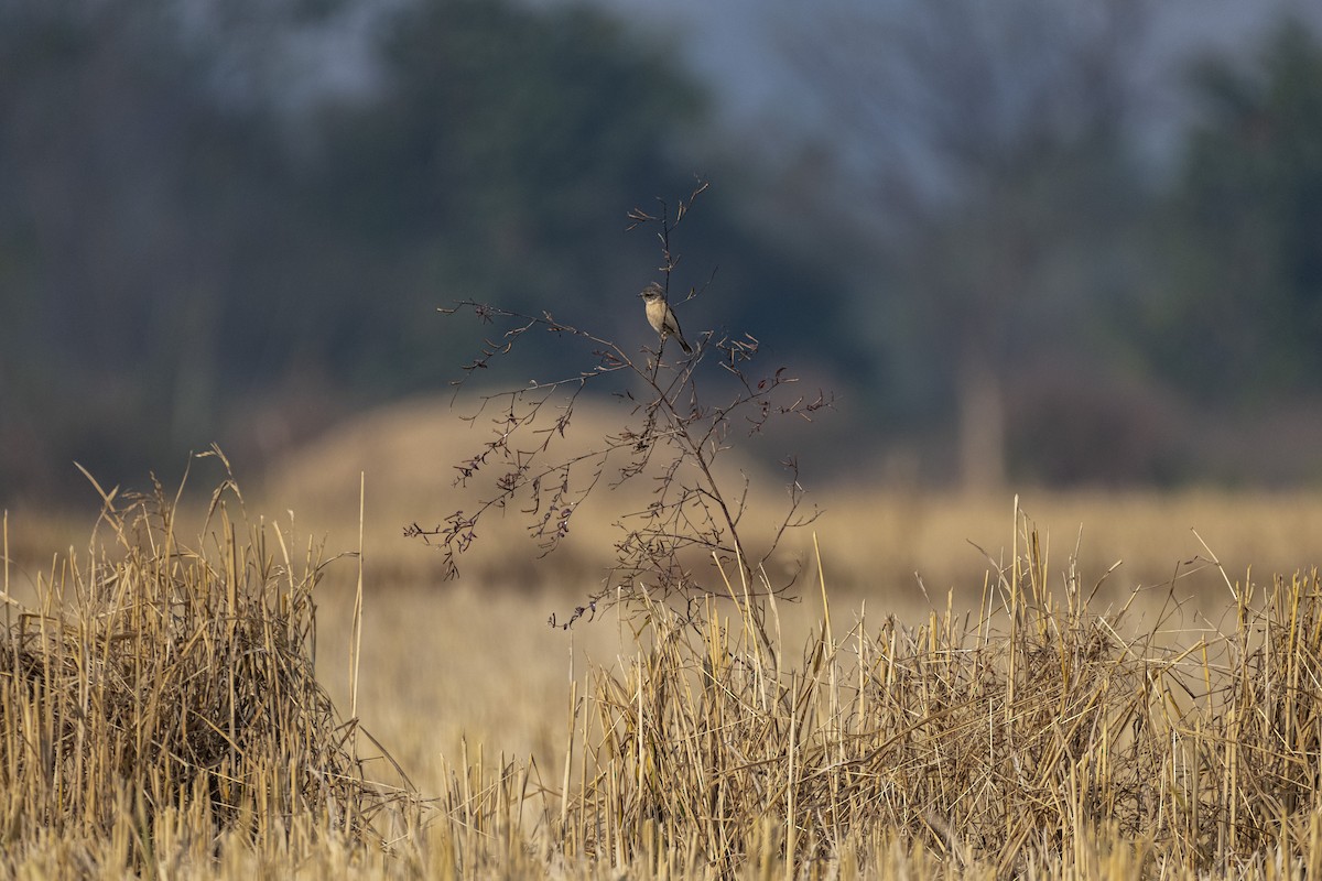 Siberian Stonechat - ML646788634