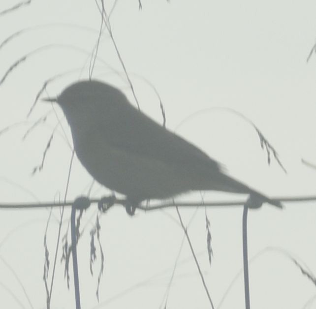 嘰喳柳鶯 - ML646788635