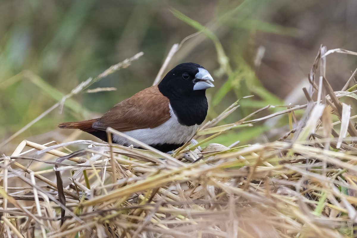 Tricolored Munia - ML646788637