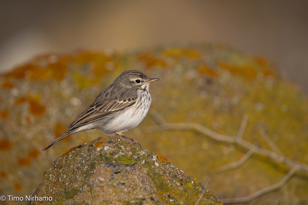 Berthelot's Pipit - ML646788640