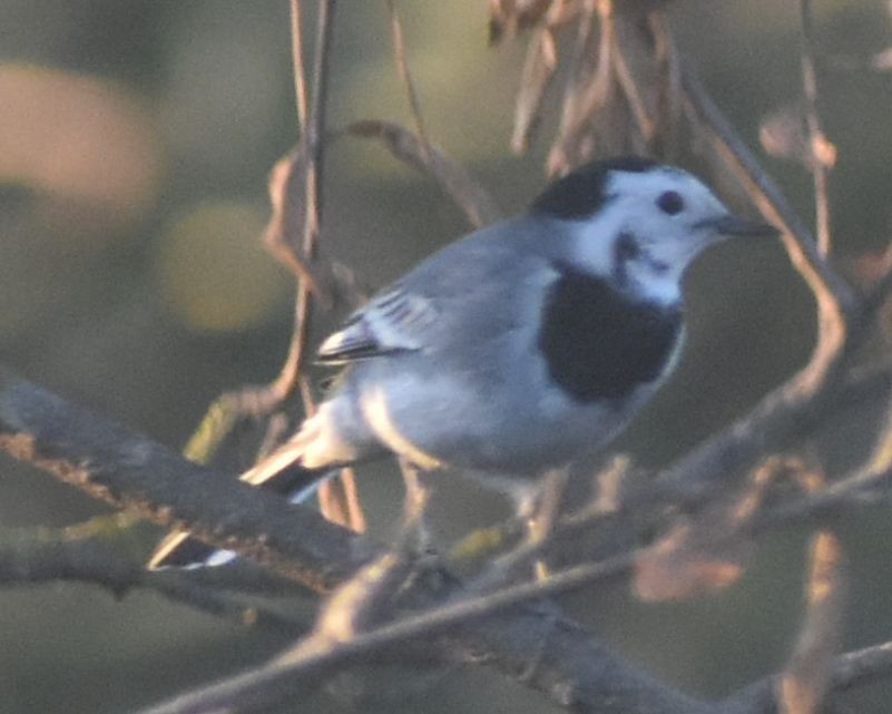 konipas bílý - ML646788645