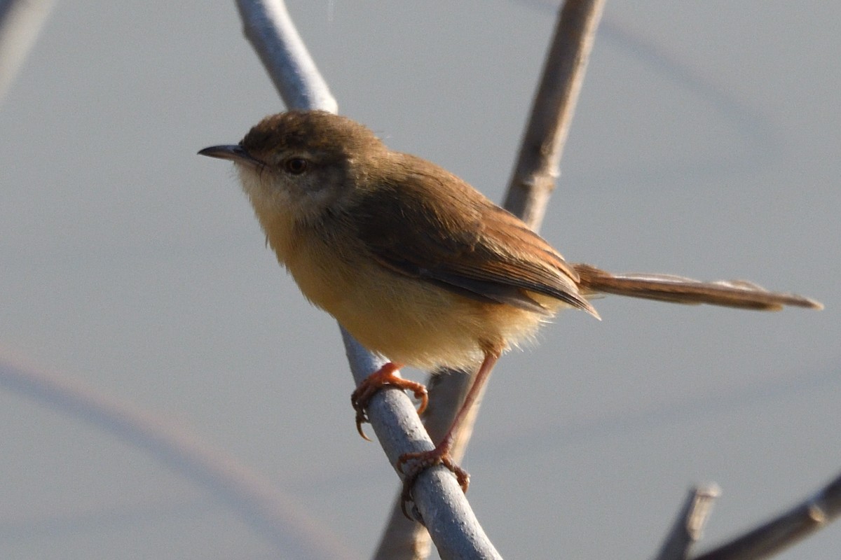 Принія вохристобока - ML646788650