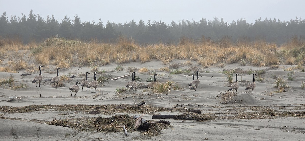 kanadagås (moffitti/maxima) - ML646788652