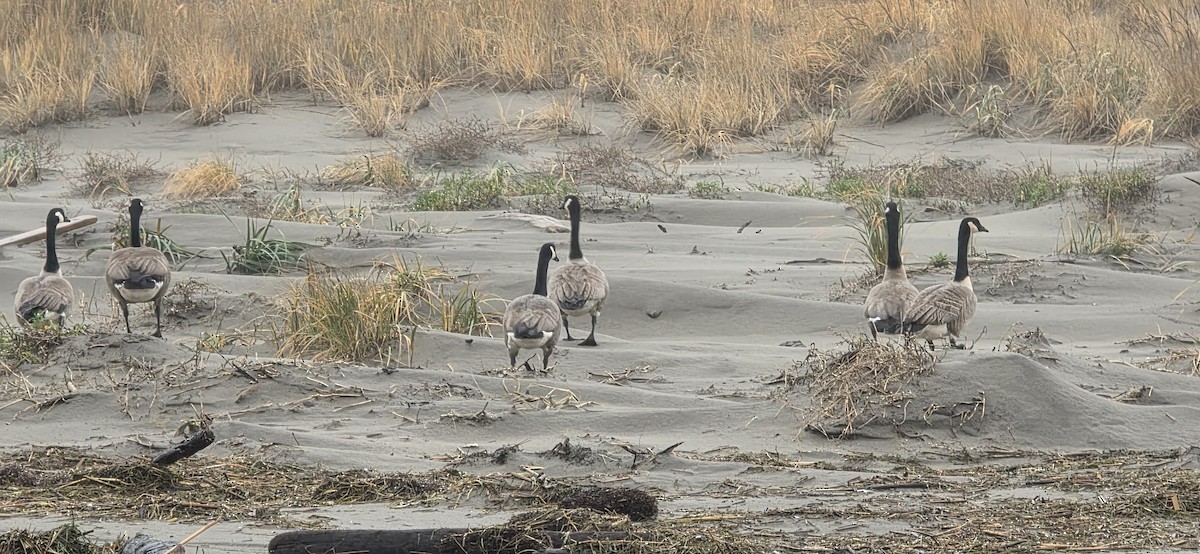 kanadagås (moffitti/maxima) - ML646788653